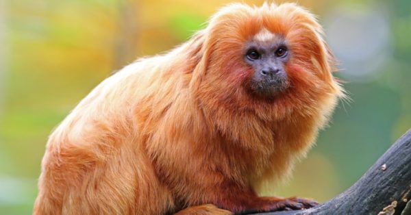 golden lion tamarin shirt