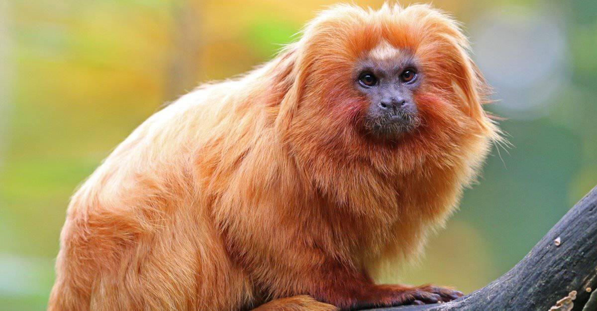 Golden Lion Tamarin sitting in a tree