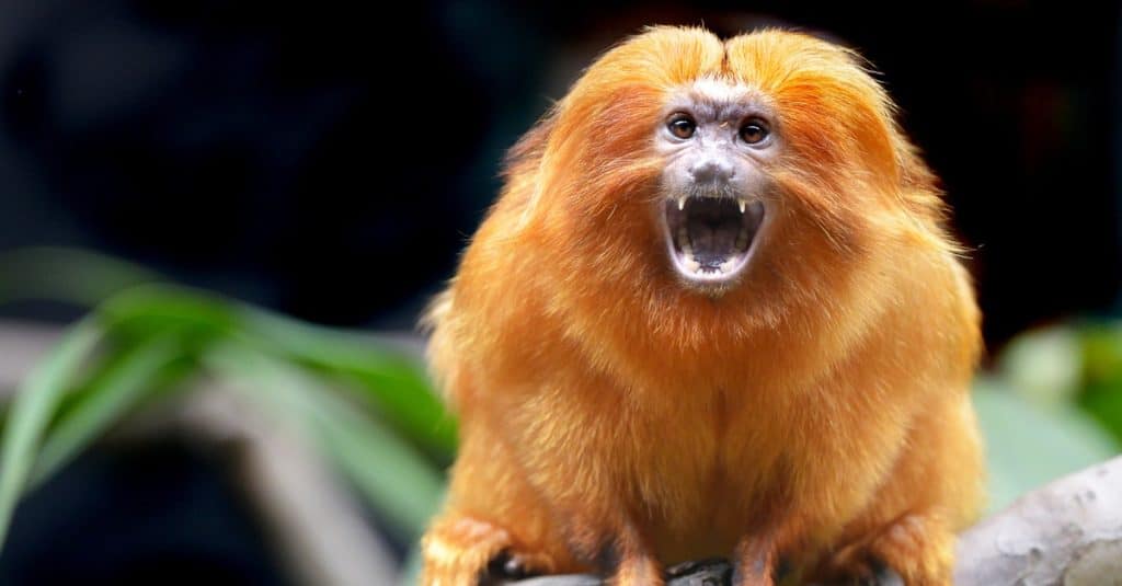 Golden Lion Tamarin snarling at the camera