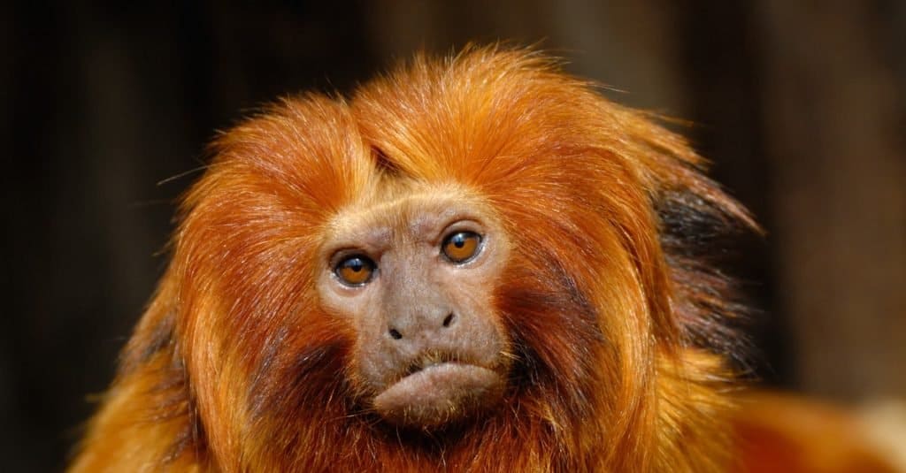 Golden Lion Tamarin close-up