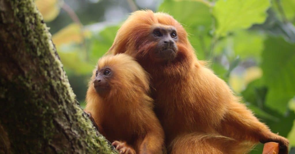 Golden Lion Tamarin with baby sitting in a tree