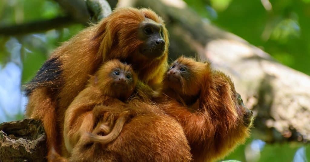 Golden Lion Tamarin family sitting in a tree
