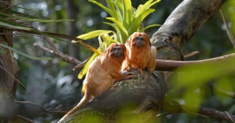 Two Golden Lion Tamarins sitting in a tree