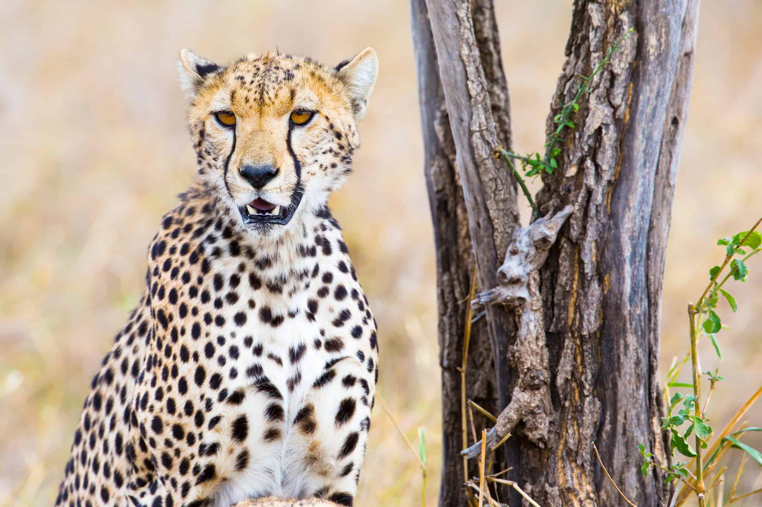 Cheetah Animal Facts | Acinonyx jubatus - AZ Animals