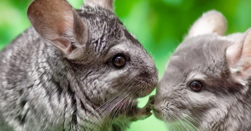 How long do chinchillas live?