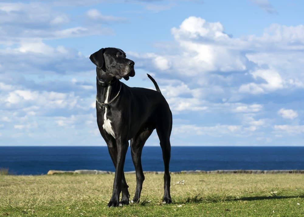 great dane dog