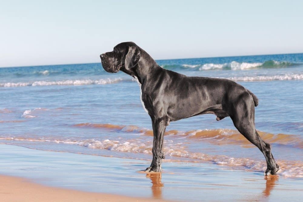 Great Dane black dog on the beach at sunset