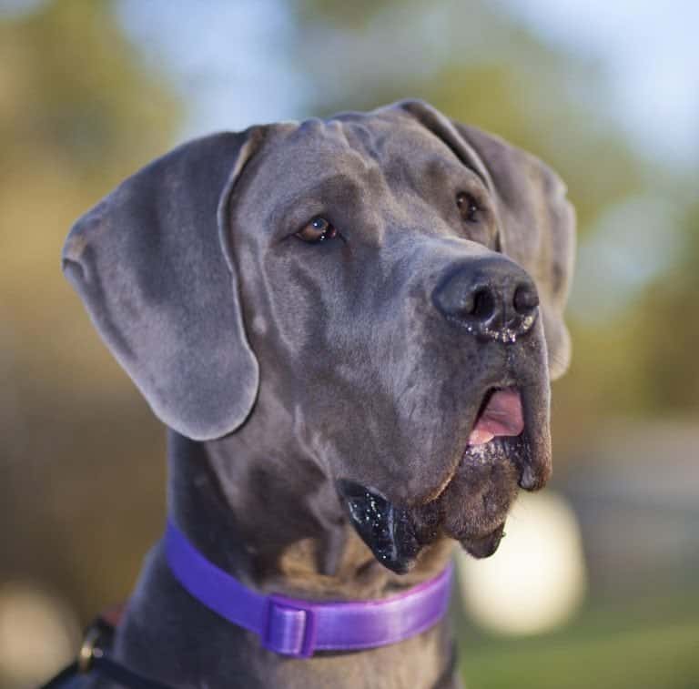 Grey Great Dane portrait while the dog is outside