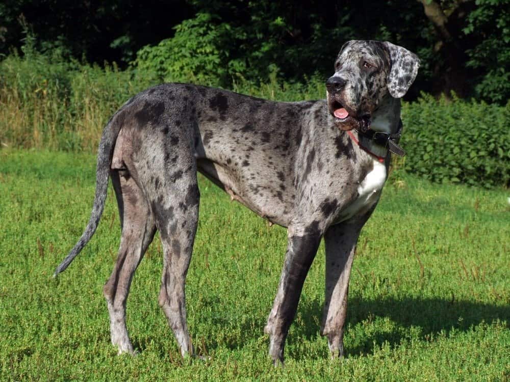 Merle great dane looking back at some sound