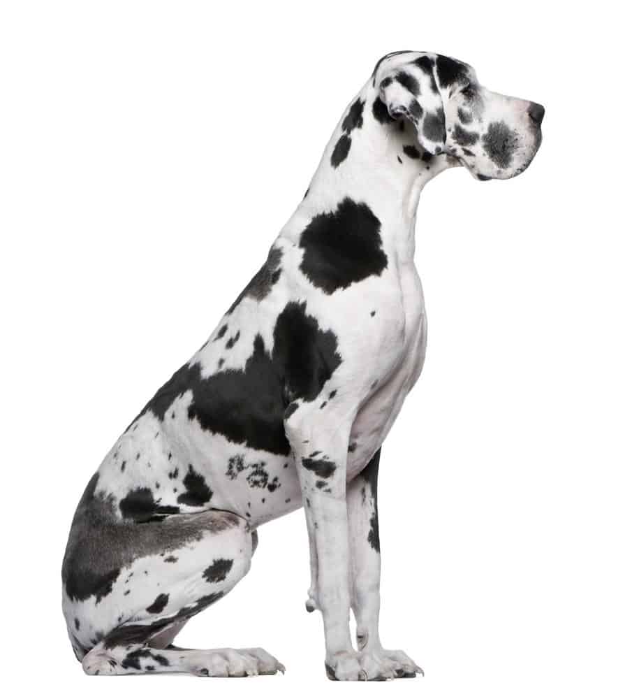 Great Dane Harlequin sitting in front of white background