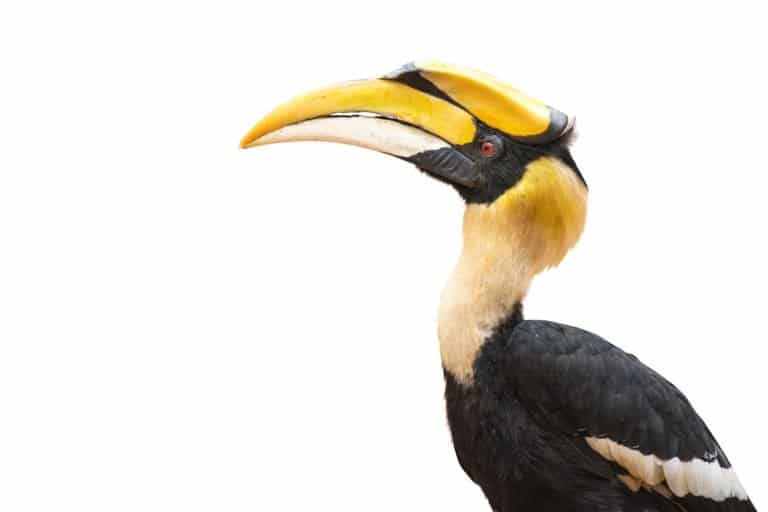Great hornbill isolated on white background