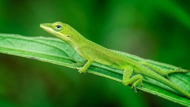 Green Anole Lizard relaxing