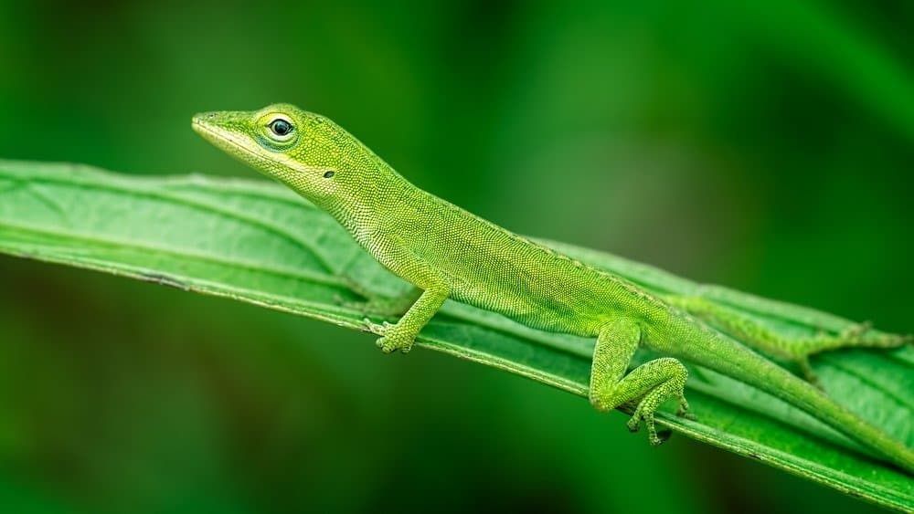 green anole logtail