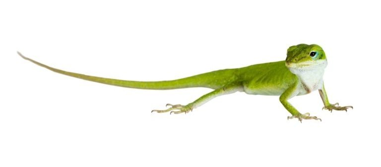 The lizard Northern Green Anole (Anolis carolinensis carolinensis) isolated on white background