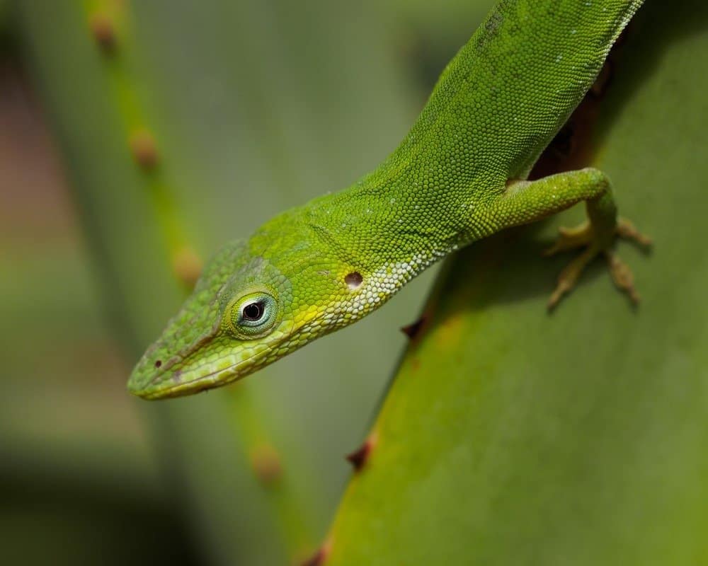 Green anole portrait - Anolis carolinensis