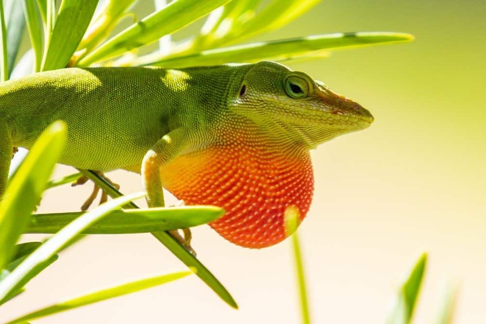 Green Anole lizard with throat puffed up