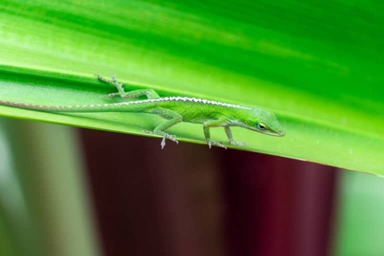 Close up photo of a baby green anole lizard gripping onto a leaf. Shot on the island of Kauai, Hawaii, USA.