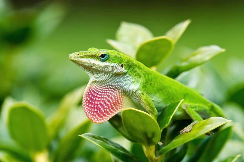 The Green Anole, Your Resident Backyard Lizard, Is Being, 45% OFF