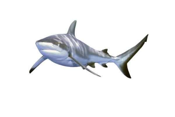 Grey Reef Shark - A-Z Animals