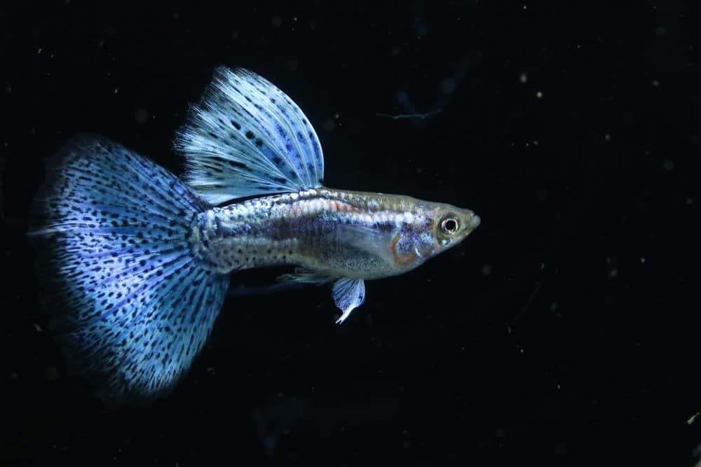 eagle blue guppy