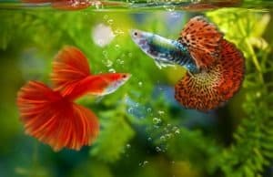 The 21 Best Tank Mates for Guppies photo