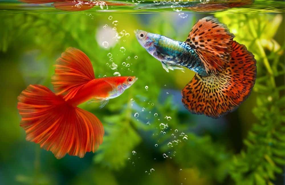 Multi color Guppy, Poecilia reticulata, on nature background