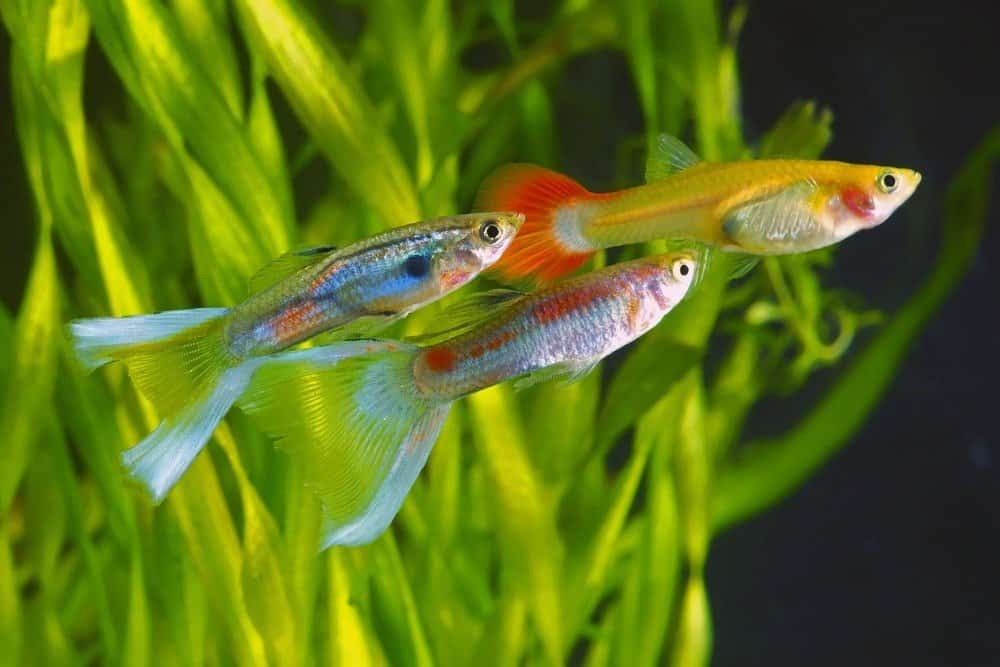 Two male guppies with a female guppy