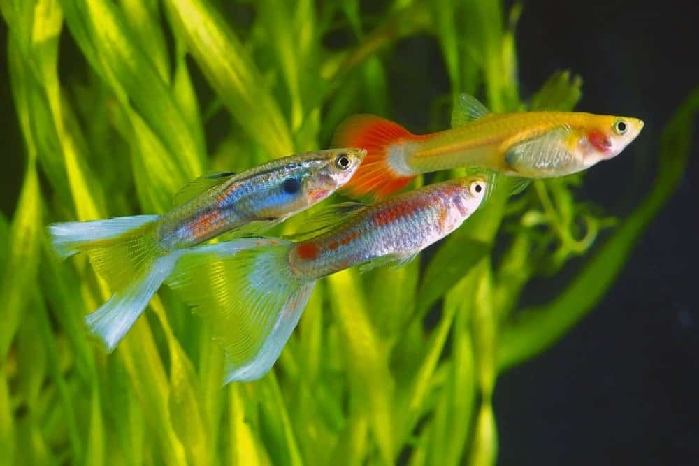 pregnant guppy fish eggs