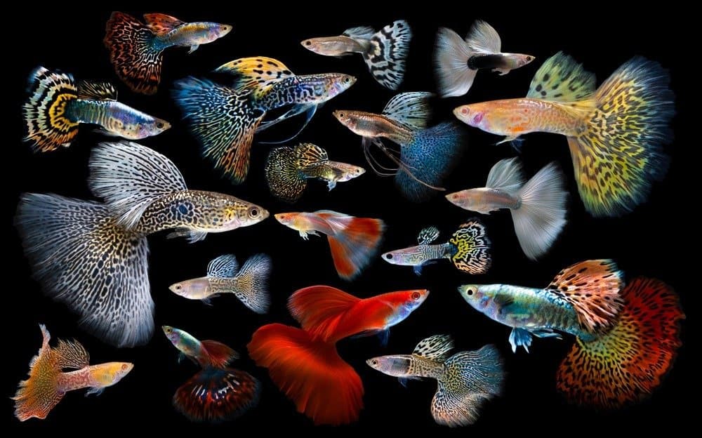 Multi color Guppies, on black background
