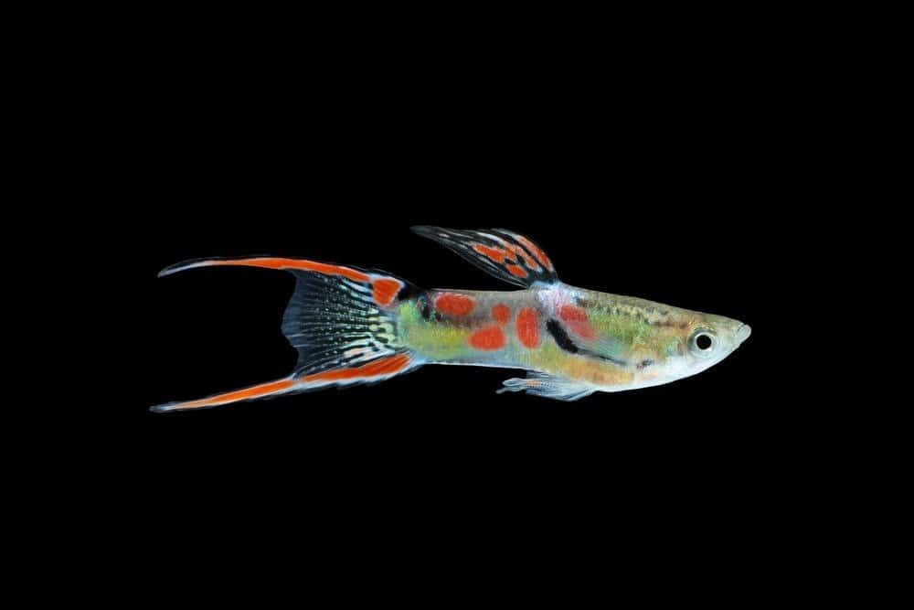 Wild guppy fish isolated on black background (Poecilia reticulata)