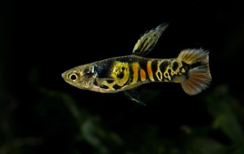 An closeup of male tiger Endler guppy.