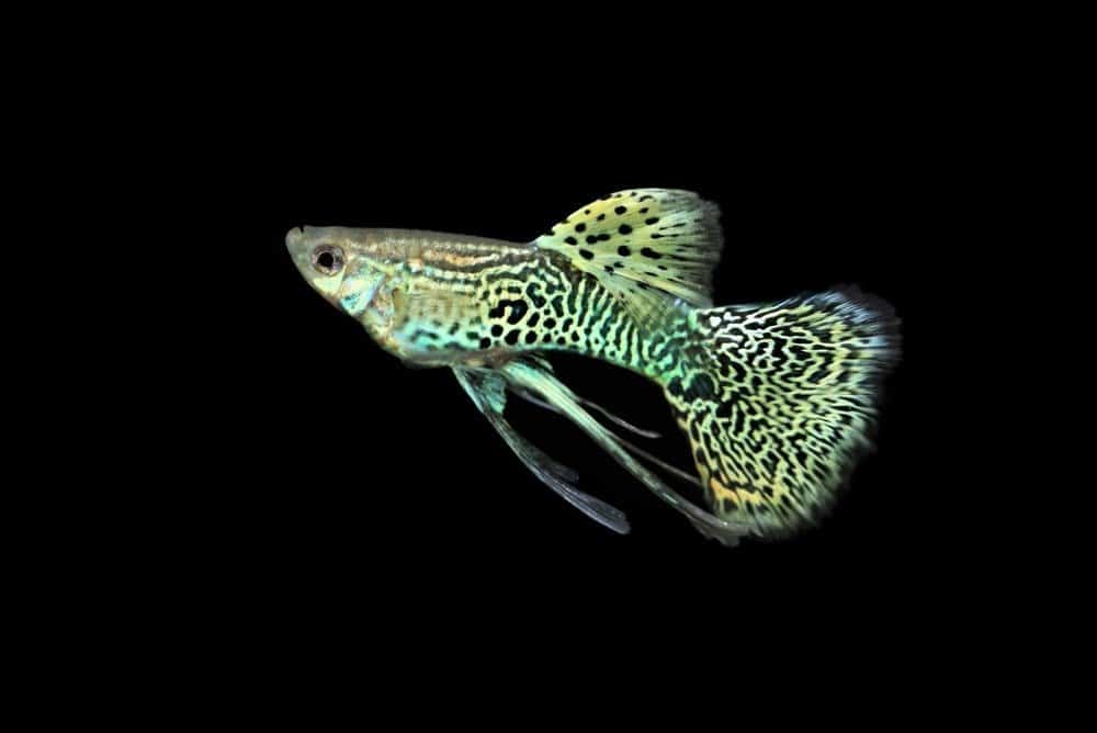 The beautiful yellow king cobra ribbon guppy on isolated black background.