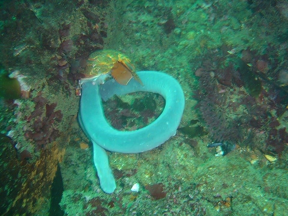 Hagfish Eptatretus hexatrema tại xác tàu Oakburn ở Duiker Point trên Bán đảo Cape