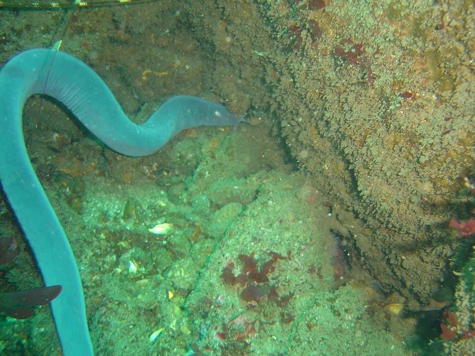 Cá hagfish sáu mang Eptatretus hexatrema tại xác tàu Oakburn ở Duiker Point trên Bán đảo Cape