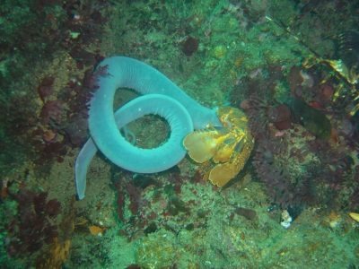 A Hagfish