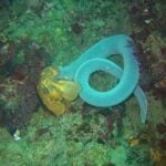 Hagfish