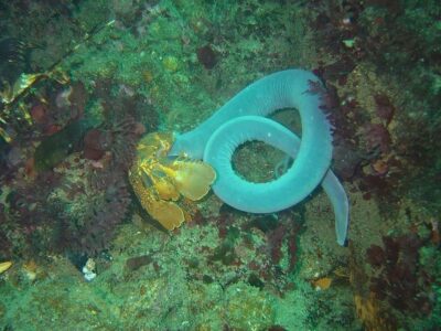 Hagfish, Duiker Point, Cape Peninsula.