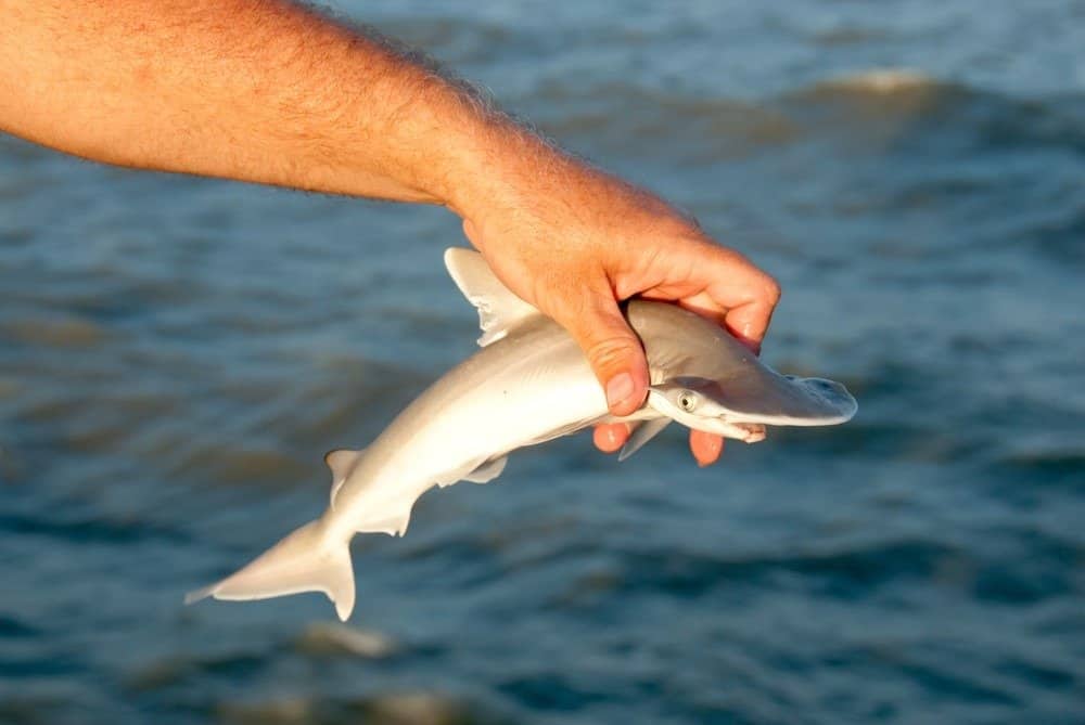 Baby hammerhead shark released after being caught