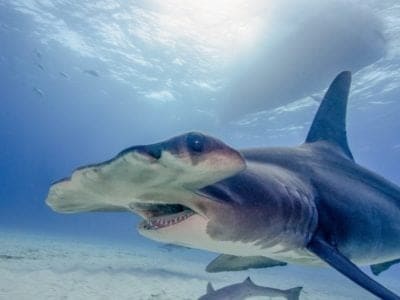 A Hammerhead Shark