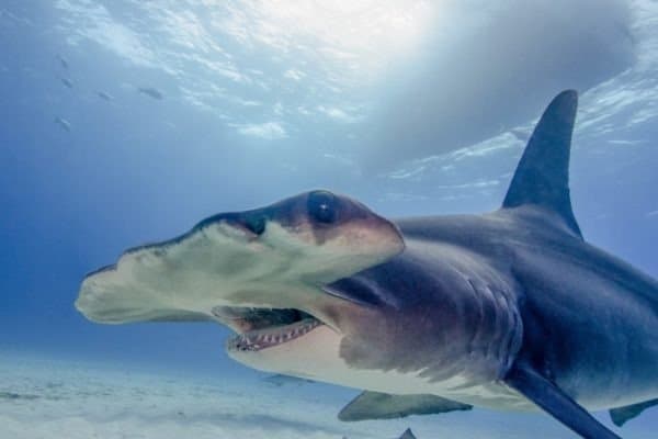 Hammerhead Shark Incredible Facts Pictures A Z Animals