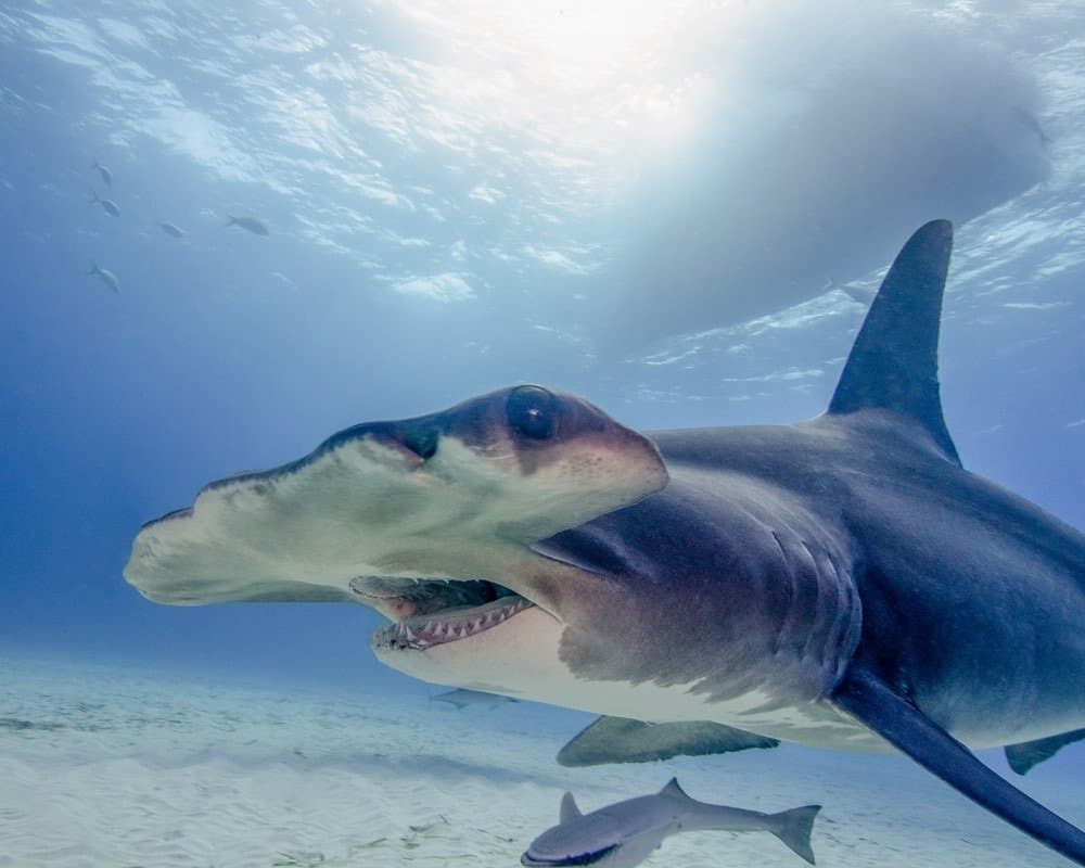 Cá mập đầu búa lớn ở Bahamas
