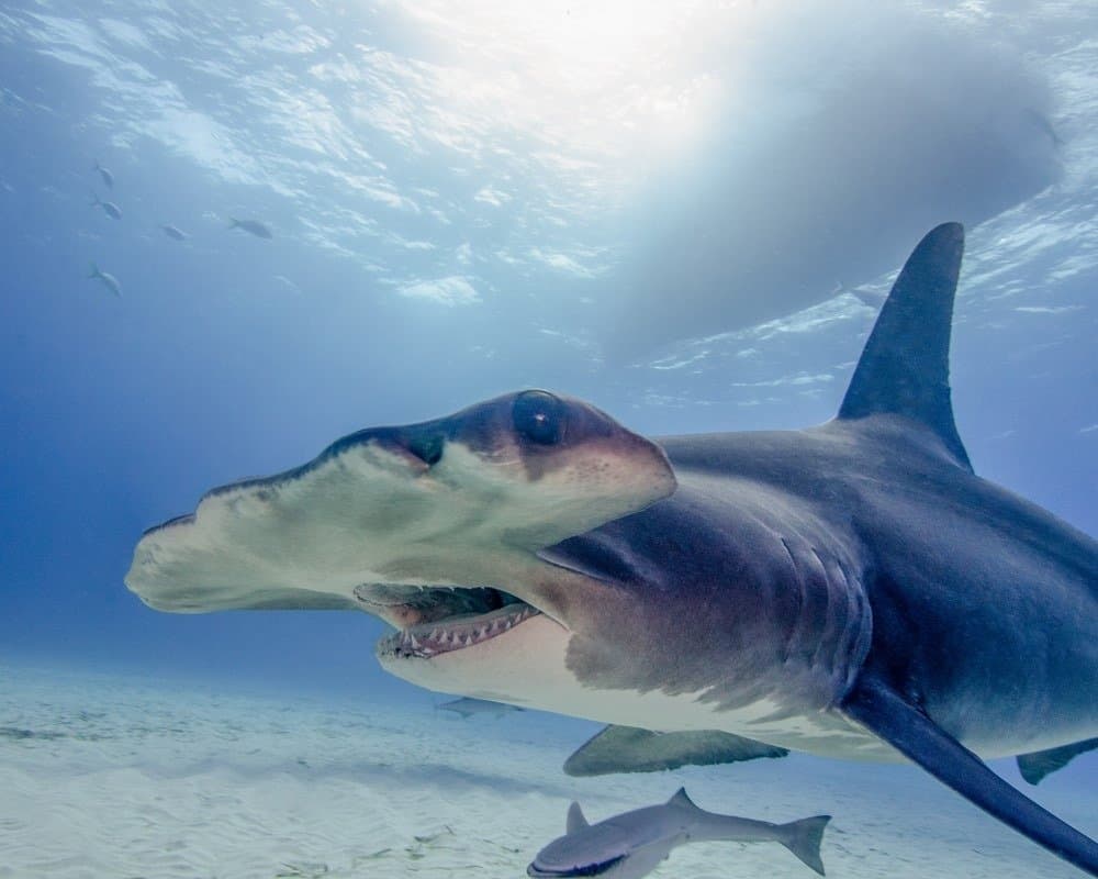 hammerhead shark feeding