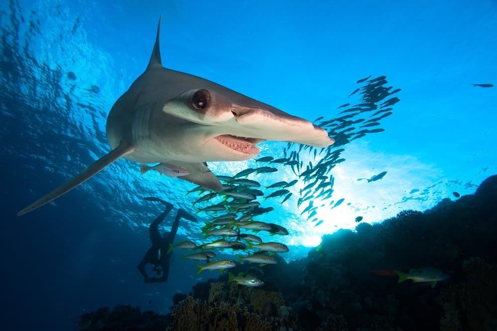  Tubarão Hammerhead e cardume de peixes