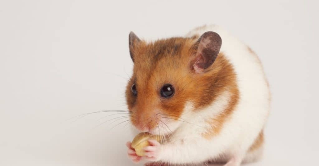 Cream Syrian Hamster » Pet Profile: Cage, Food, Lifespan