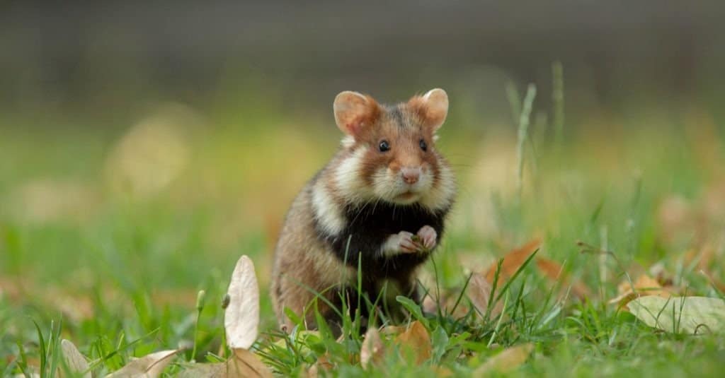 Russian Dwarf Hamsters Make Great Pets - Earth's Friends