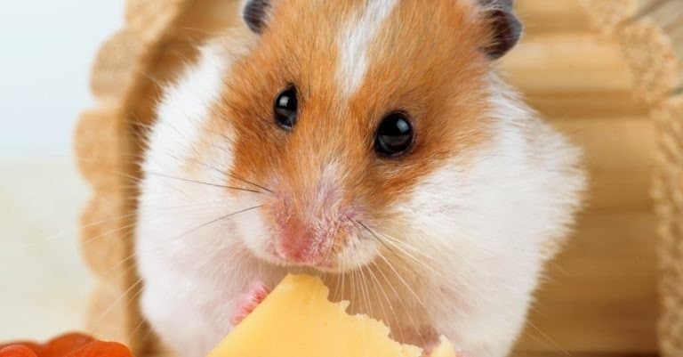 Hamster eating some cheese