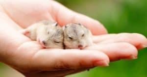 Hamster Gestation Period: How Long Are Hamsters Pregnant? Picture