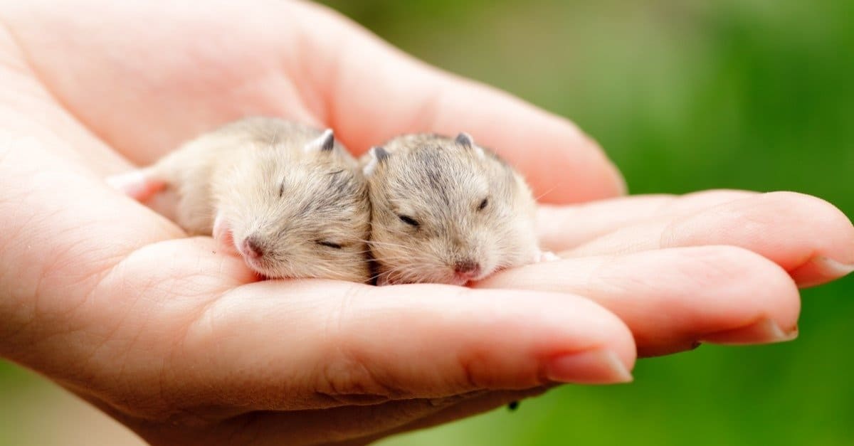 Close-up of baby hamsters being held in hand