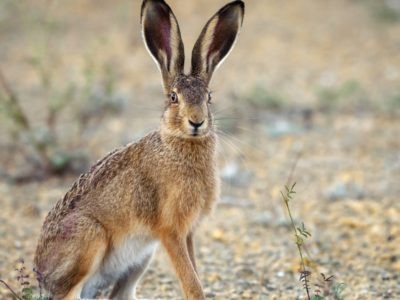 australian wildlife essay