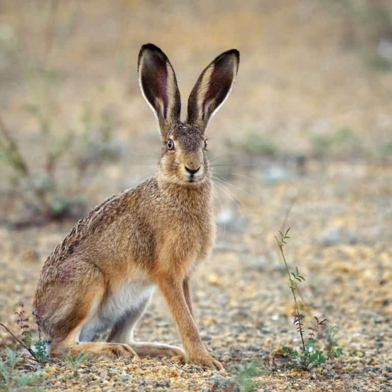 European hare sits on the ground